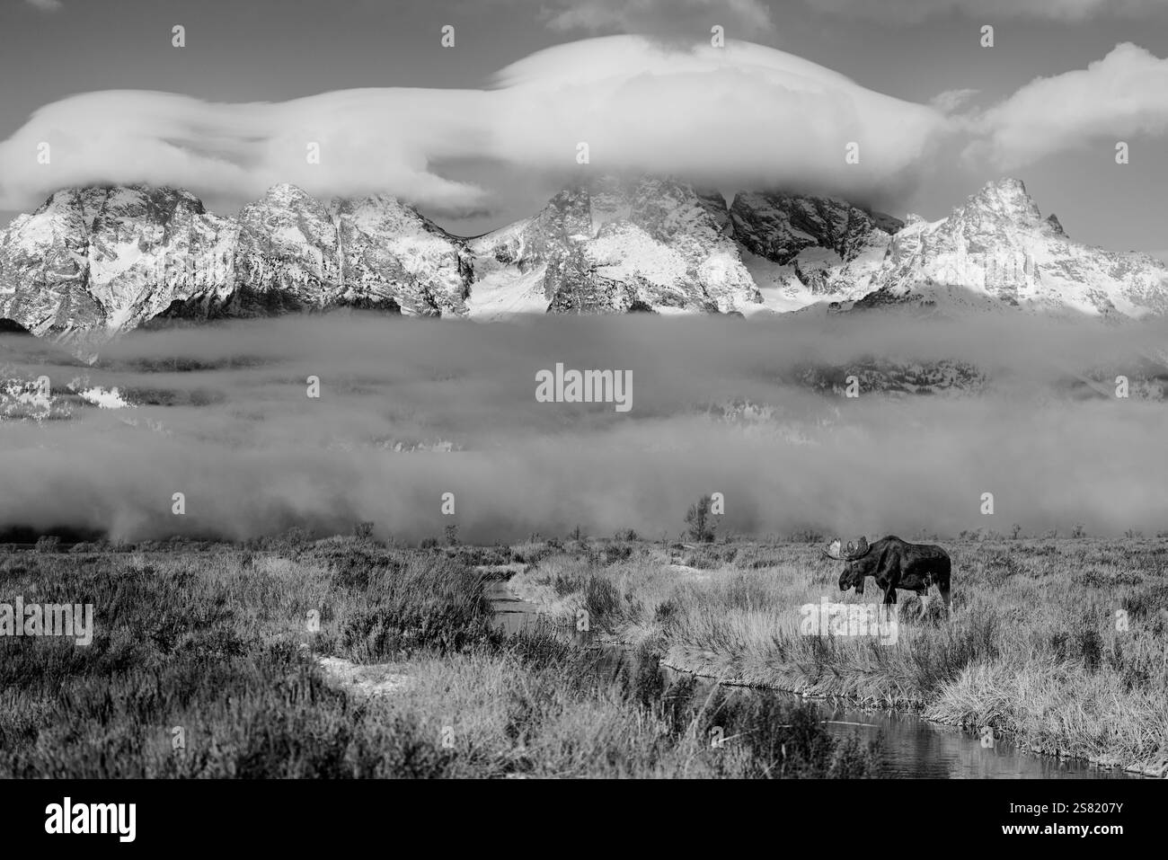 Panorama d'un taureau Moose devant la chaîne de montagnes du Grand Teton. Banque D'Images Panorama d'un taureau Moose devant la chaîne de montagnes du Grand Teton. Banque D'Images