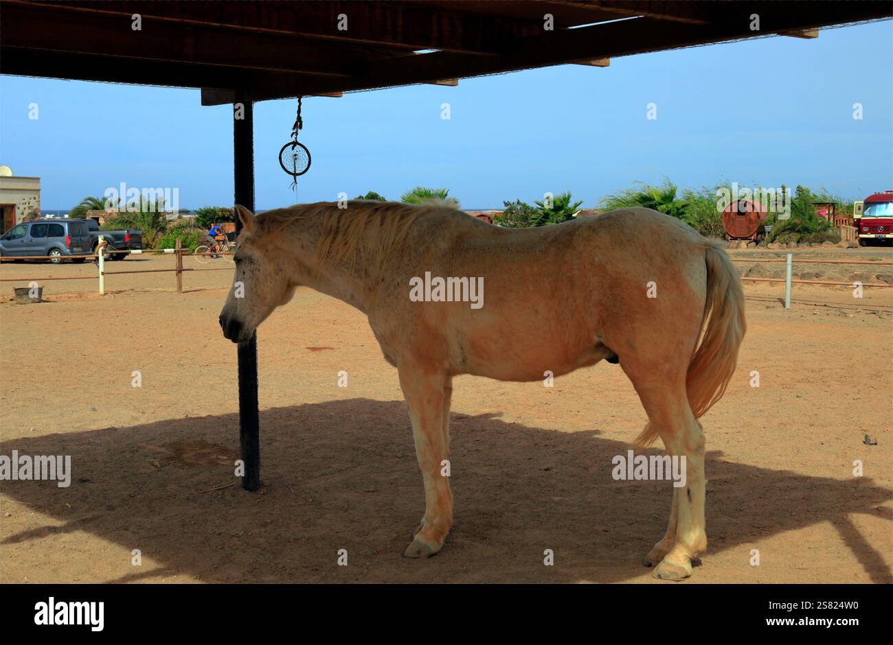 Vieux cheval gris fleabitten somnolant au soleil, Fuerteventura. Prise en décembre 2024. Banque D'Images