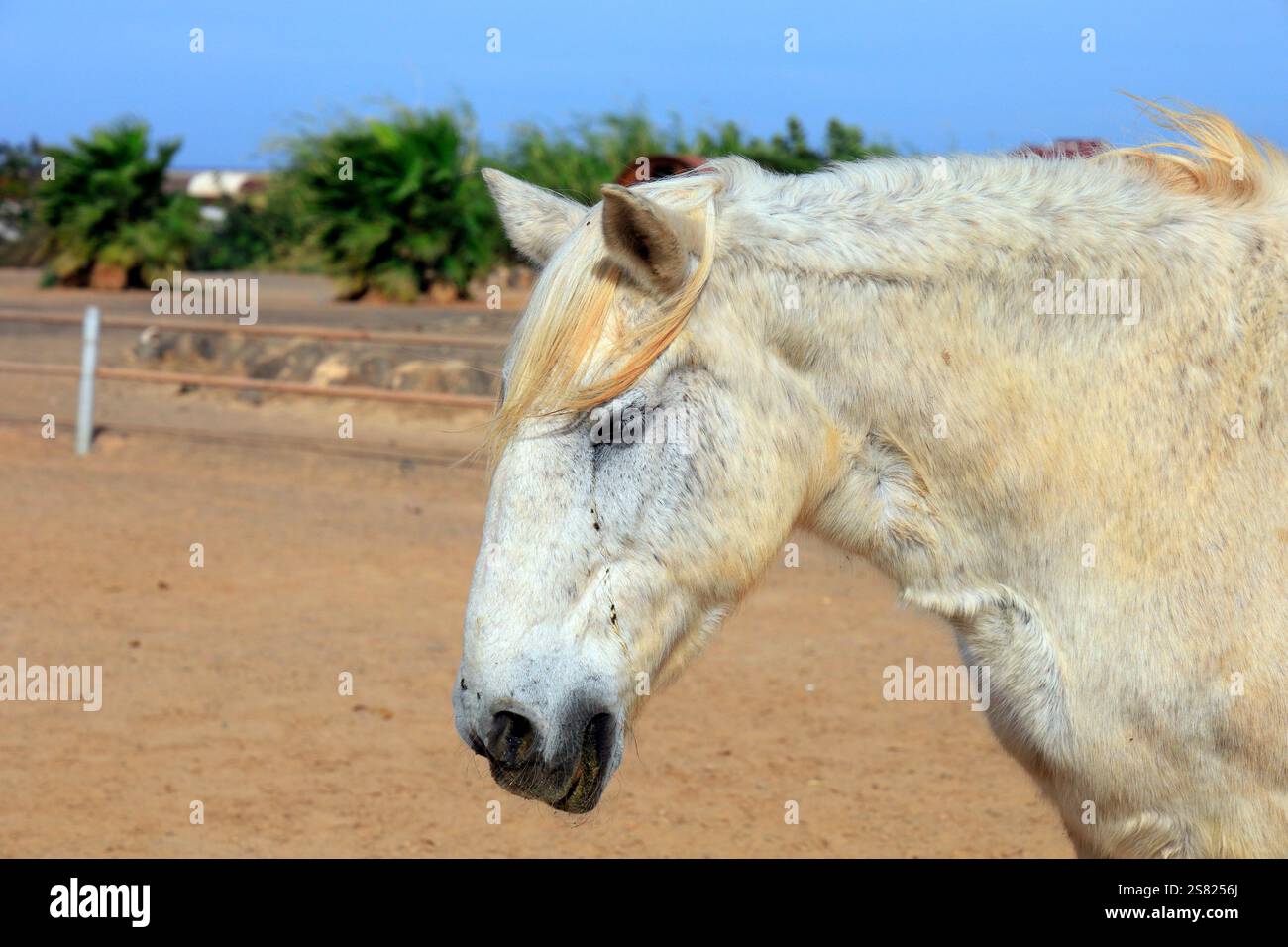 Vieux cheval gris fleabitten somnolant au soleil, Fuerteventura. Prise en décembre 2024. Banque D'Images