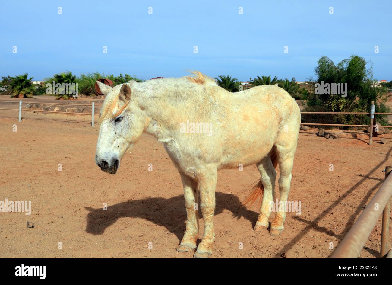 Vieux cheval gris fleabitten somnolant au soleil, Fuerteventura. Prise en décembre 2024. Banque D'Images