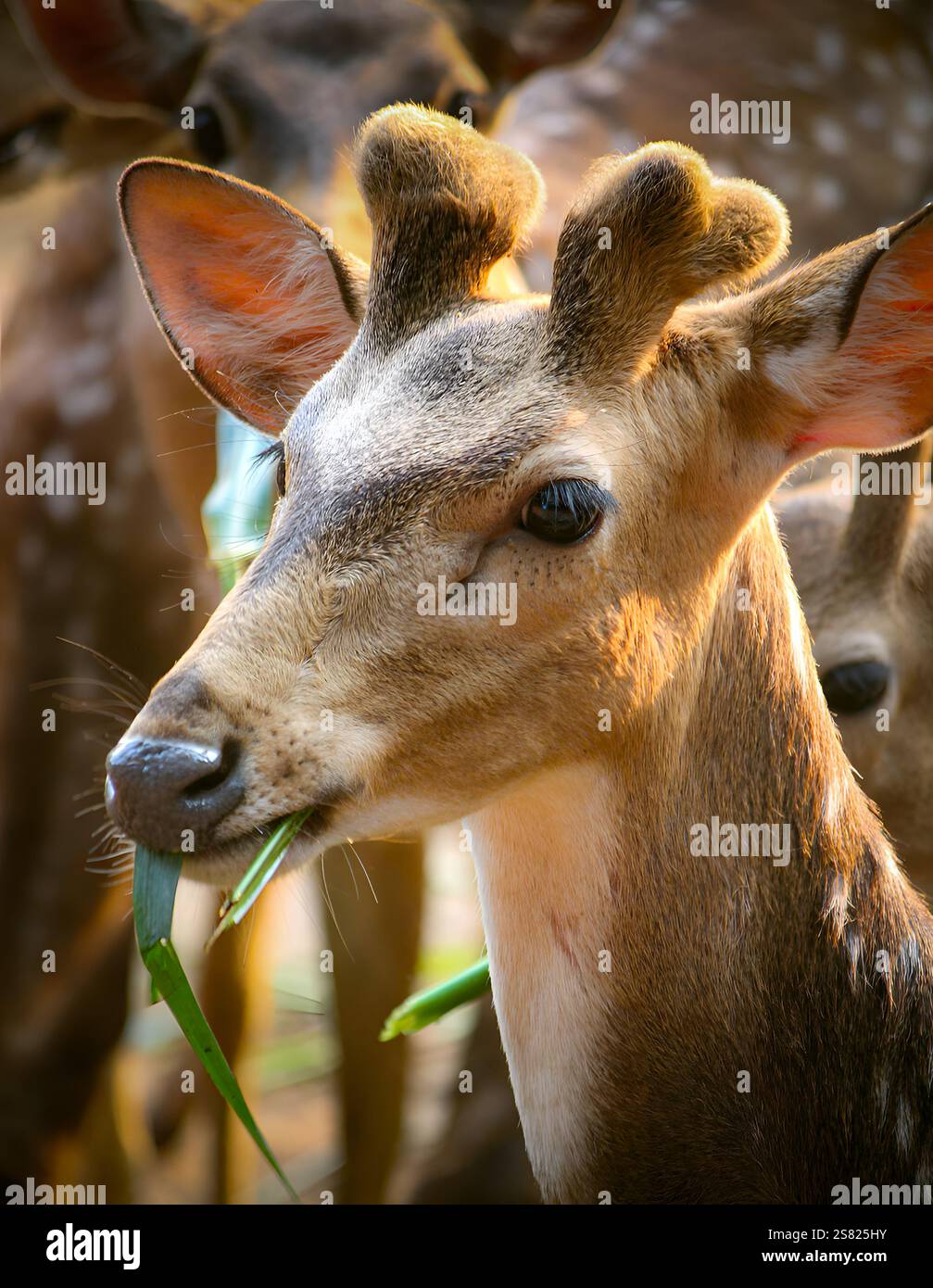 Le cerf d'ELD paissant paisiblement sur l'herbe verte luxuriante dans son habitat naturel, mettant en valeur la beauté de la faune et les efforts de conservation. Banque D'Images