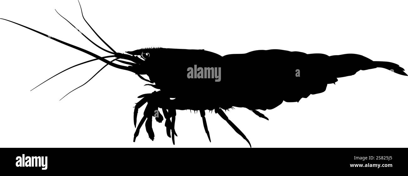 silhouette de crevettes, vue de côté Illustration de Vecteur