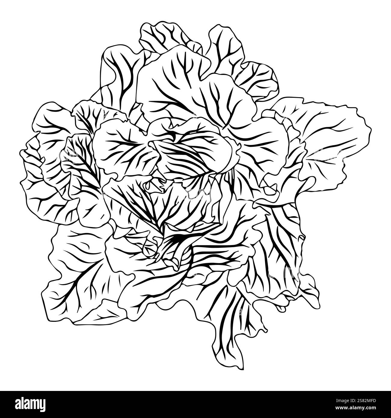 Tête de chou blanc ou choux de Bruxelles, ou laitue iceberg. Légume frais avec des feuilles juteuses dans le style doodle. Illustration vectorielle isolée sur whit Illustration de Vecteur