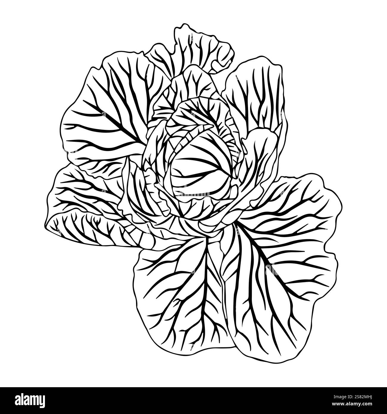 Tête de chou blanc ou choux de Bruxelles, ou laitue iceberg. Légume frais avec des feuilles juteuses dans le style doodle. Illustration vectorielle isolée sur whit Illustration de Vecteur