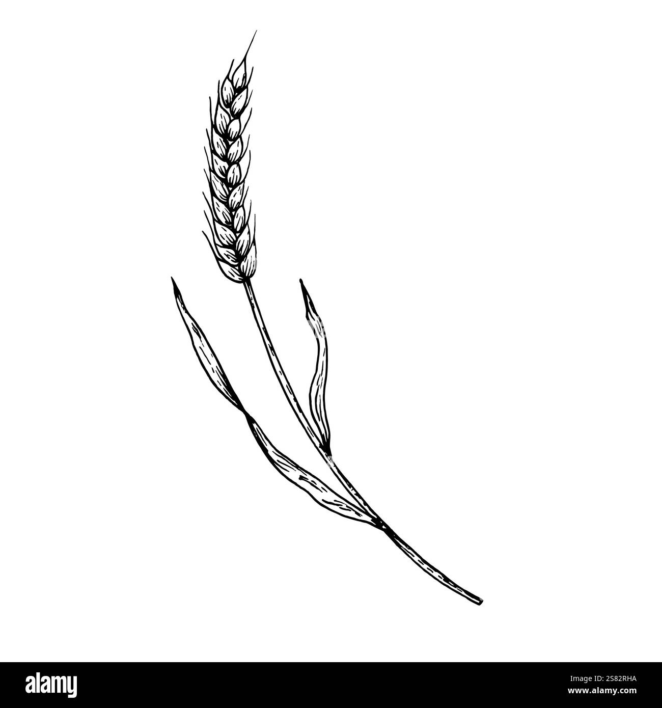 Épi vecteur de blé. Encre graphique, éco, illustration de seigle organique ou d'orge isolée sur fond. Grains de pain entiers dessinés à la main ou céréales de plein champ Illustration de Vecteur