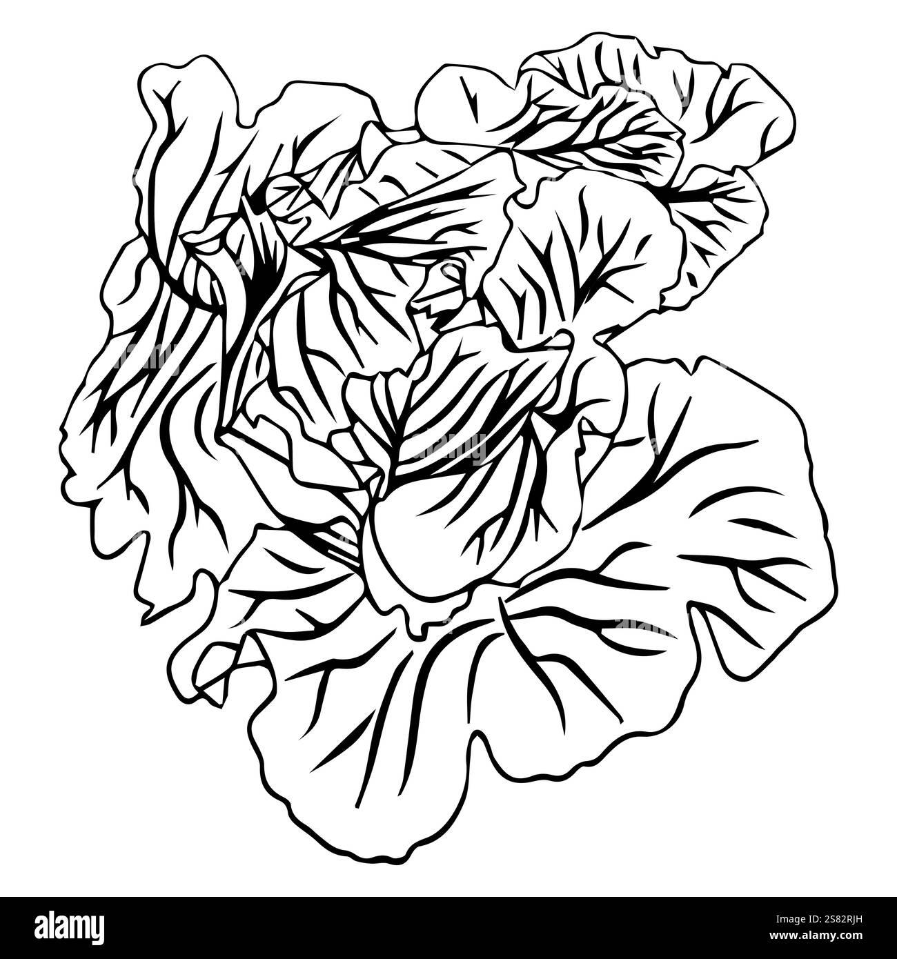 Tête de chou blanc ou choux de Bruxelles, ou laitue iceberg. Légume frais avec des feuilles juteuses dans le style doodle. Illustration vectorielle isolée sur whit Illustration de Vecteur Tête de chou blanc ou choux de Bruxelles, ou laitue iceberg. Légume frais avec des feuilles juteuses dans le style doodle. Illustration vectorielle isolée sur whit Illustration de Vecteur