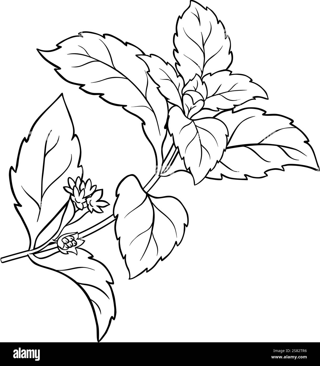 Plante de Stevia avec illustration de contour de fleurs. Illustration de Vecteur