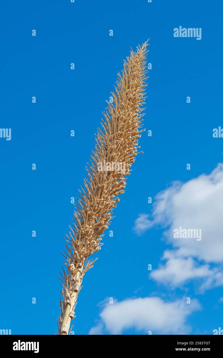 Tige de Yucca contre un ciel bleu dans les montagnes d'orgue au Nouveau-Mexique Banque D'Images