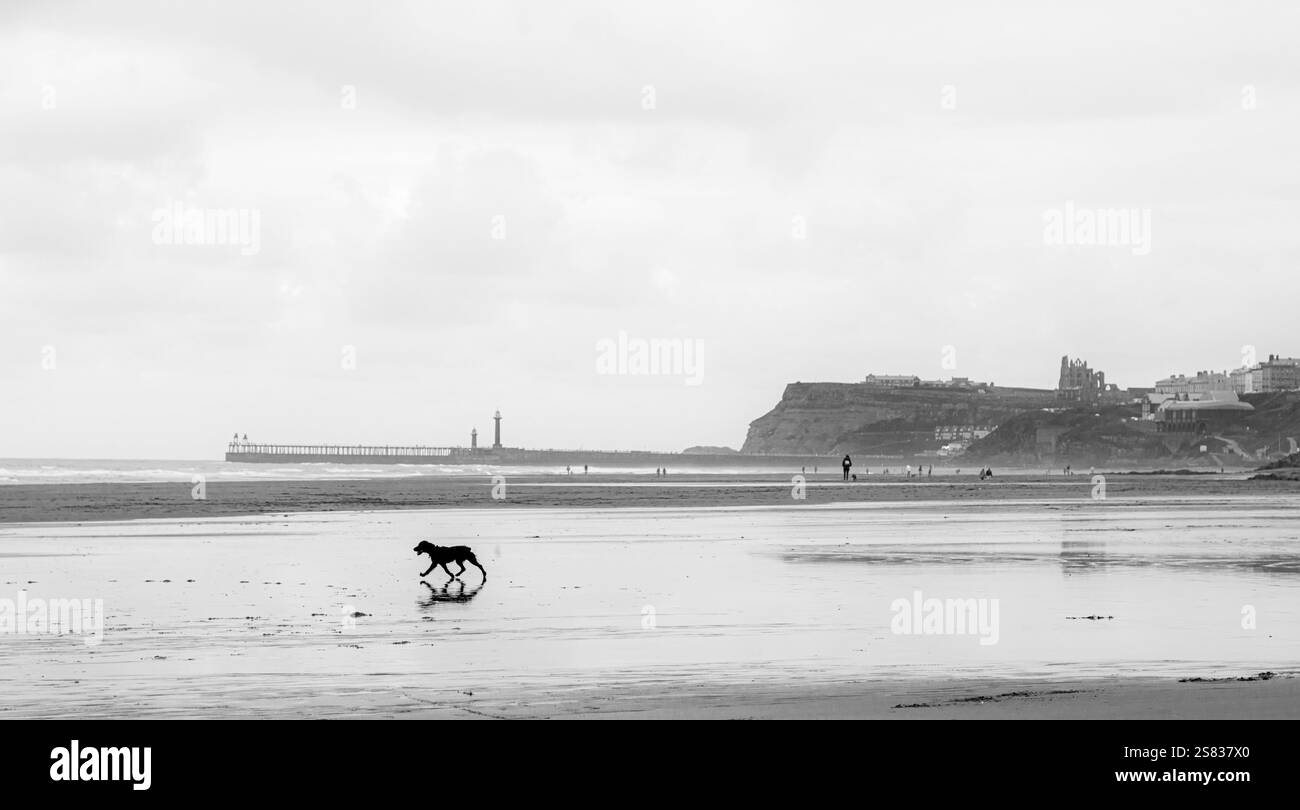 Prendre le chien pour une promenade sur Whitby Beach. Réflexions des promeneurs de chiens et de l'abbaye en arrière-plan. Beau et historique, calme et reposant. Banque D'Images