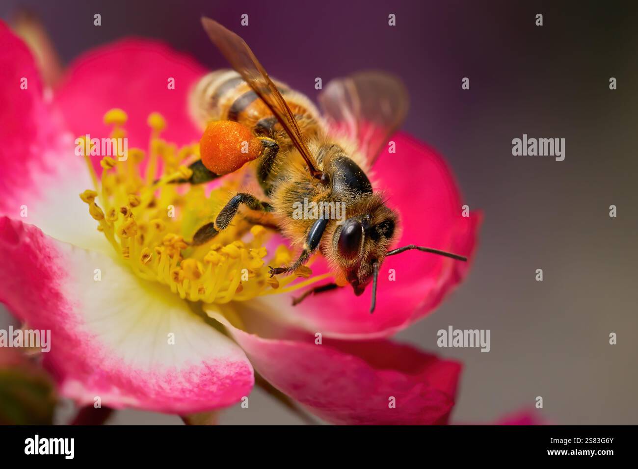 Abeille de miel avec panier de pollen rempli sur une fleur de la rose rambler American Pillar Banque D'Images
