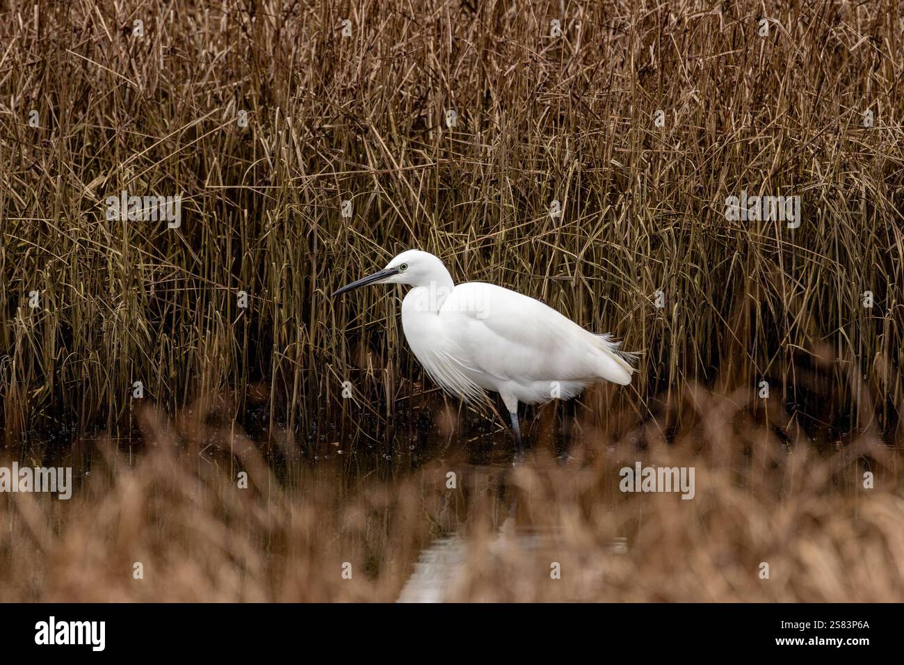 La petite aigrette se nourrit de poissons, d'insectes et de crustacés. Repéré à Bull Island, Dublin, un havre de faune sauvage. Banque D'Images