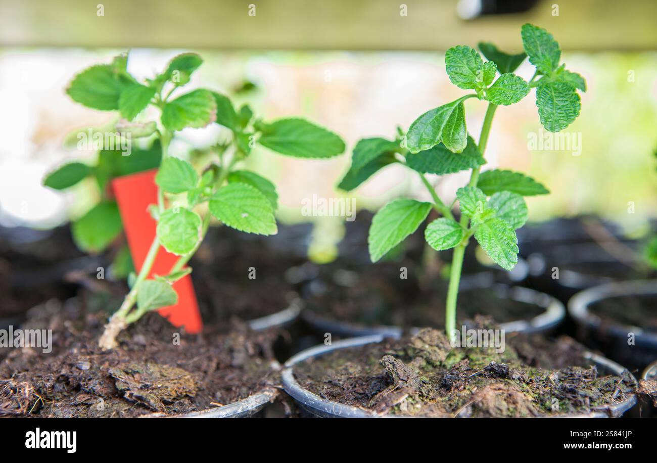 Origan, plante origanum vulgare utilisée comme herbes culinaires, plantes exposées dans des plateaux à la pépinière Banque D'Images