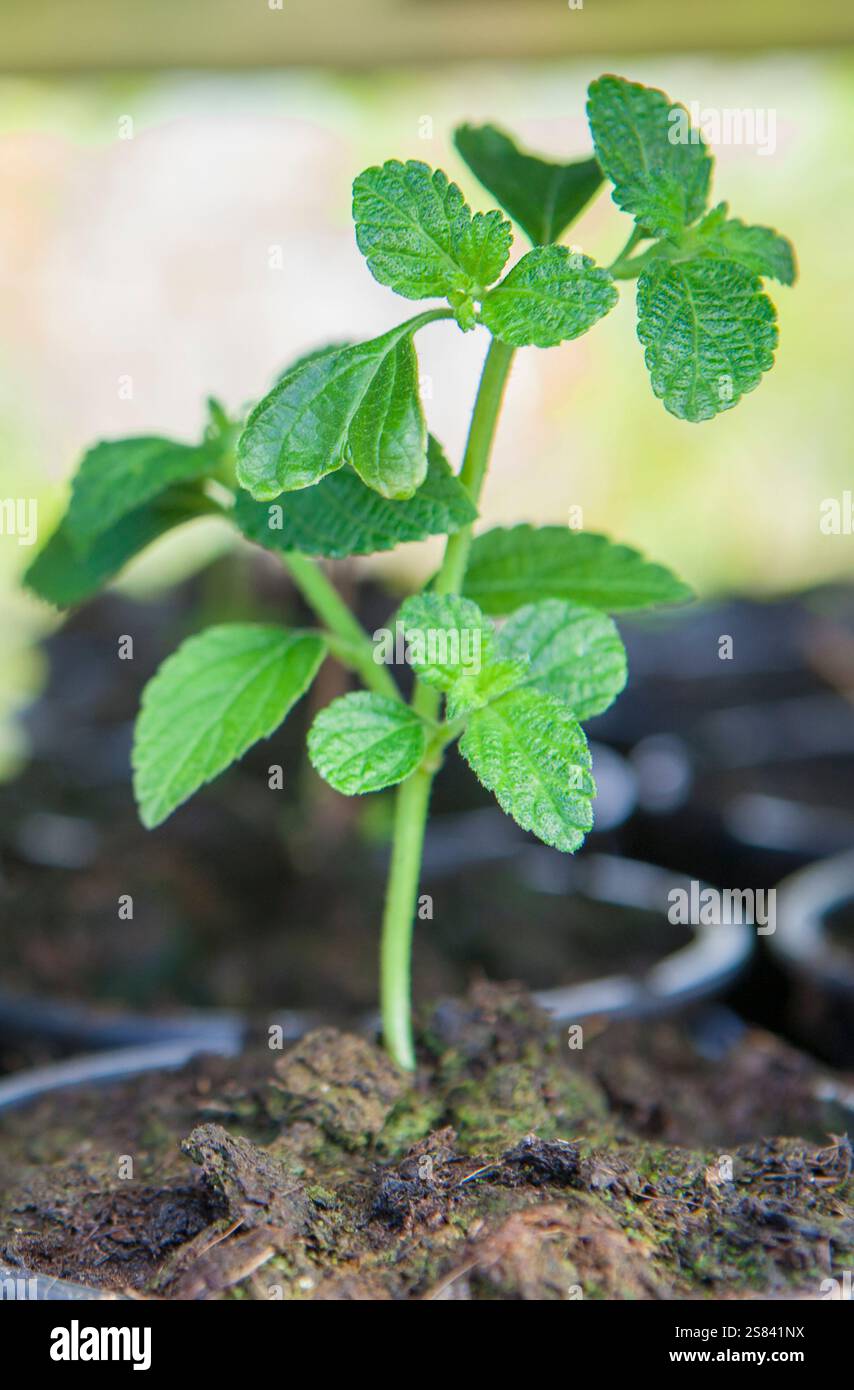 Origan, plante origanum vulgare utilisée comme herbes culinaires, plantes exposées dans des plateaux à la pépinière Banque D'Images