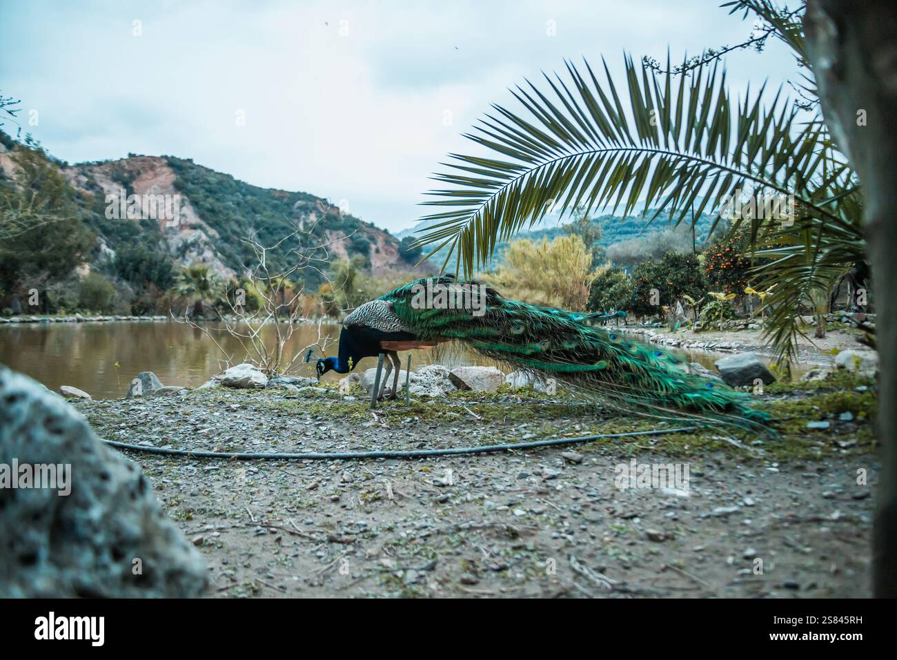 Un paon au plumage vert et bleu se dresse près de l'eau, entouré de rochers, de plantes clairsemées, d'une fronde de palmier et de collines avec des formations rocheuses exposées. Banque D'Images