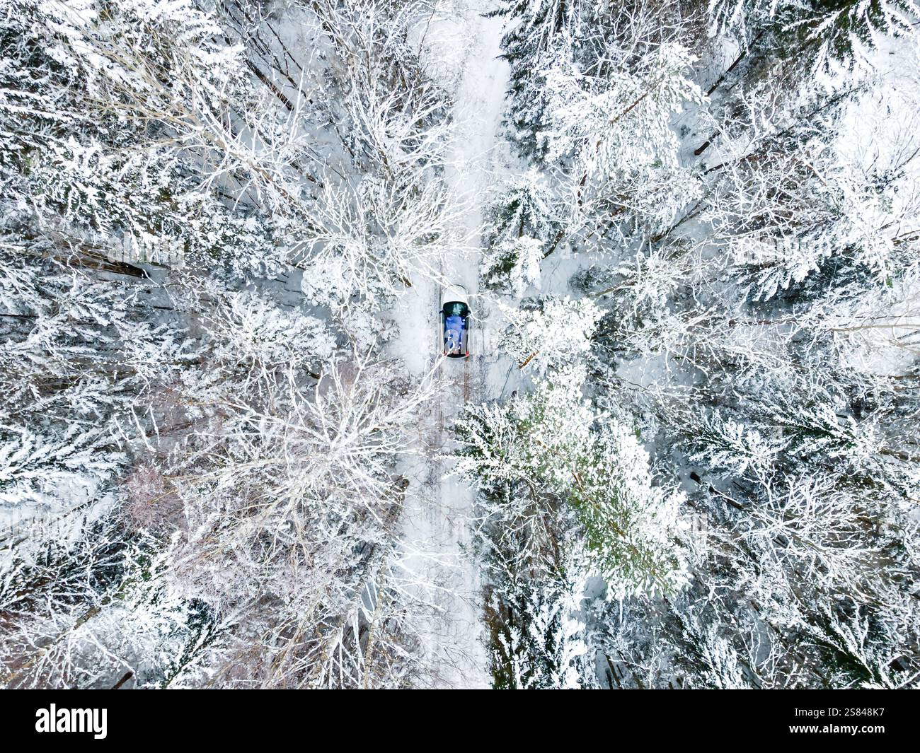 Une perspective aérienne d'une forêt enneigée avec une route étroite avec un seul véhicule sombre, entourée de grands arbres poussiéreux de neige. Banque D'Images