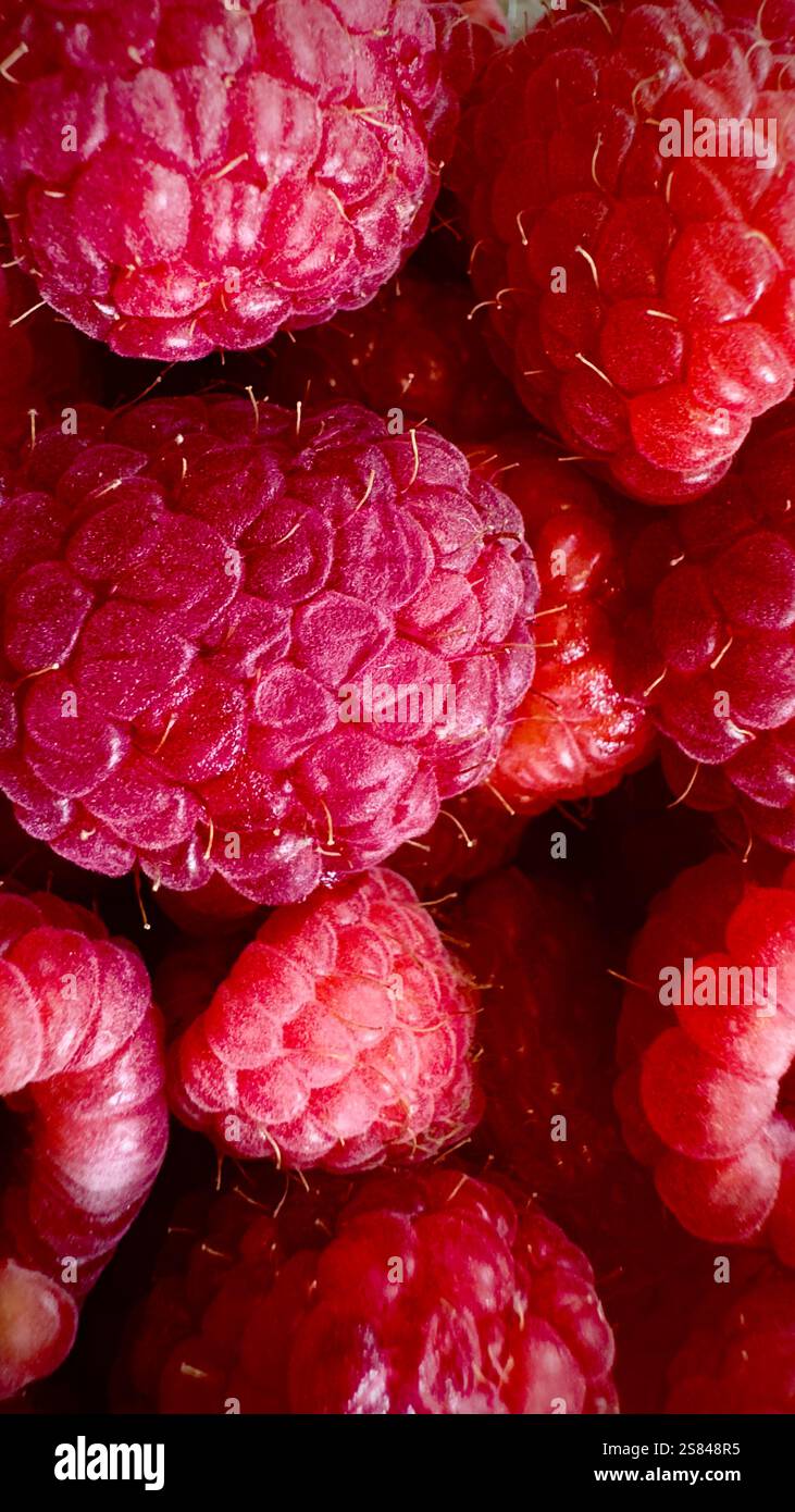 Gros plan de framboises rouges fraîches et éclatantes mettant en valeur leur texture et leur beauté naturelle. Banque D'Images