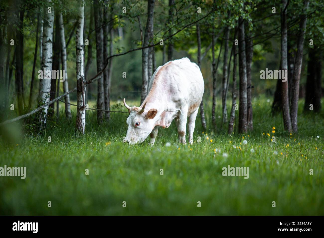 Une vache blanche avec des marques brun clair paît dans une zone herbeuse entourée de bouleaux, avec des fleurs sauvages et de grands arbres feuillus en arrière-plan. Banque D'Images