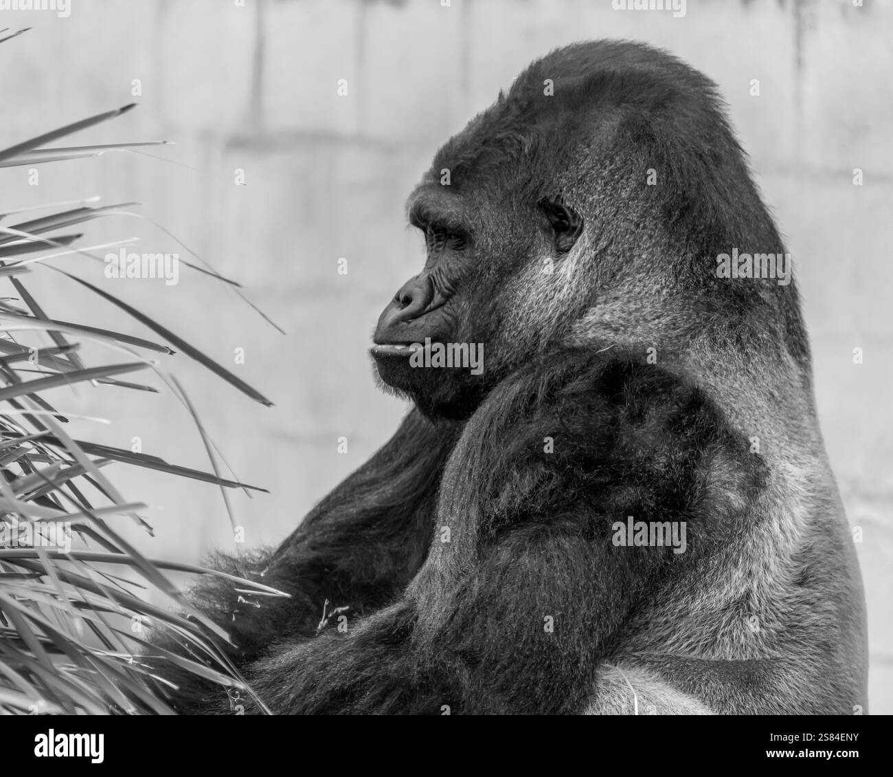 Le gorille de plaine de l'ouest est la plus petite sous-espèce de gorille Banque D'Images