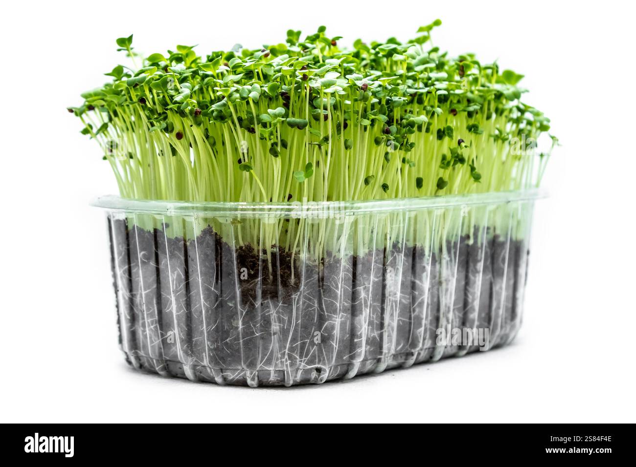 Un amas dense de microgreens vert vif avec des tiges pâles enracinées dans un sol sombre, visible à travers un récipient transparent sous un éclairage lumineux. Banque D'Images