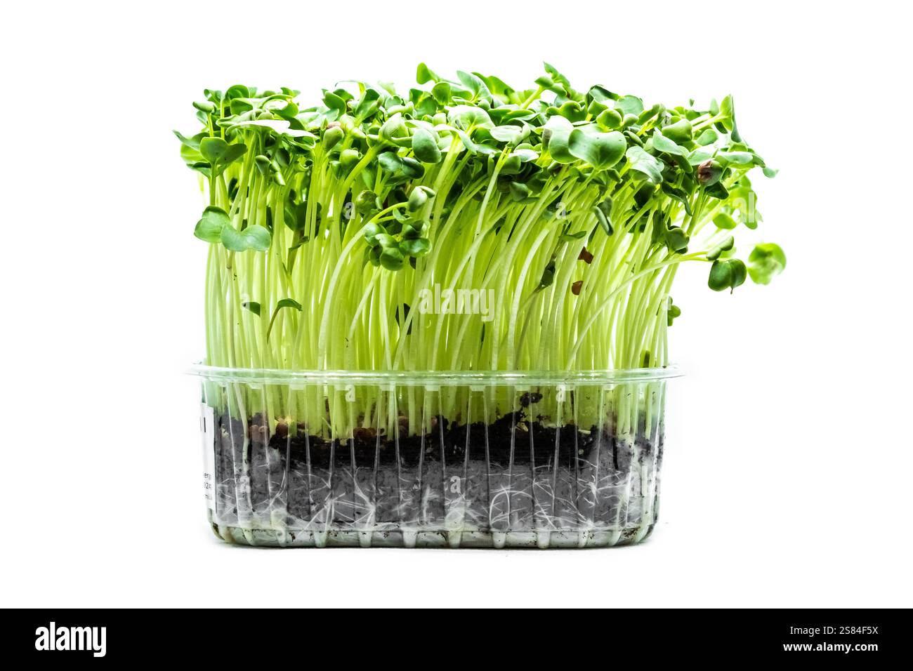 Un amas dense de microgreens verts avec des tiges minces et des feuilles arrondies dans un récipient transparent. Les racines et le sol sont visibles sur fond blanc Banque D'Images