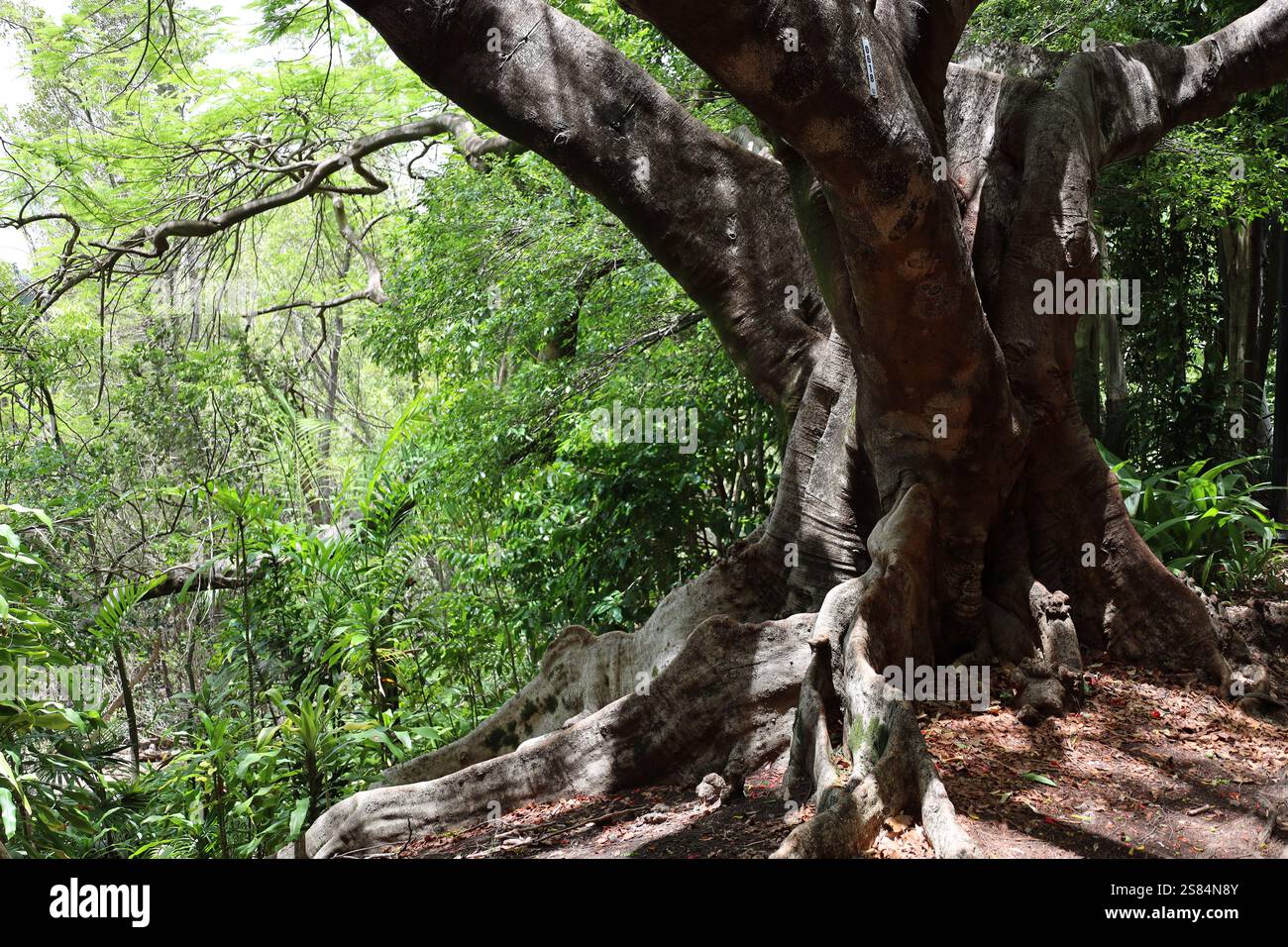 grand tronc d'arbre tropical dans un mélange de soleil et d'ombre au milieu d'un feuillage dense Banque D'Images