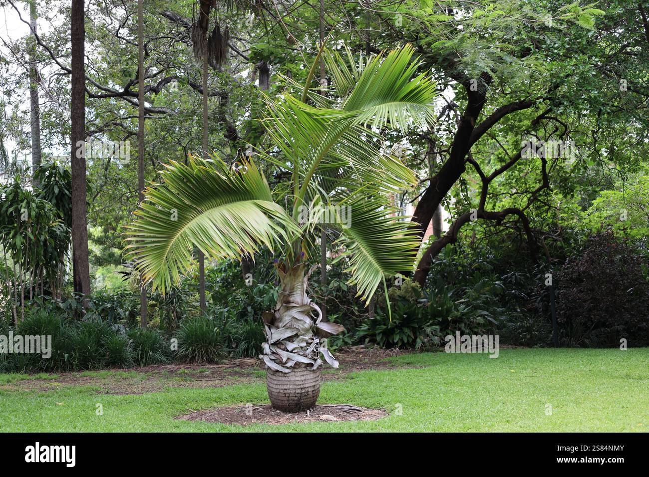 palmier à bouteille solitaire sur des pelouses herbeuses contre le feuillage dense de la forêt tropicale Banque D'Images
