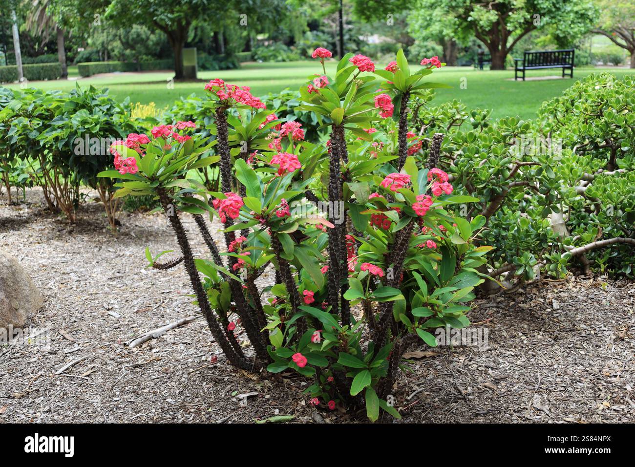 des fleurs rouges rose vif décorent un buisson épineux Banque D'Images