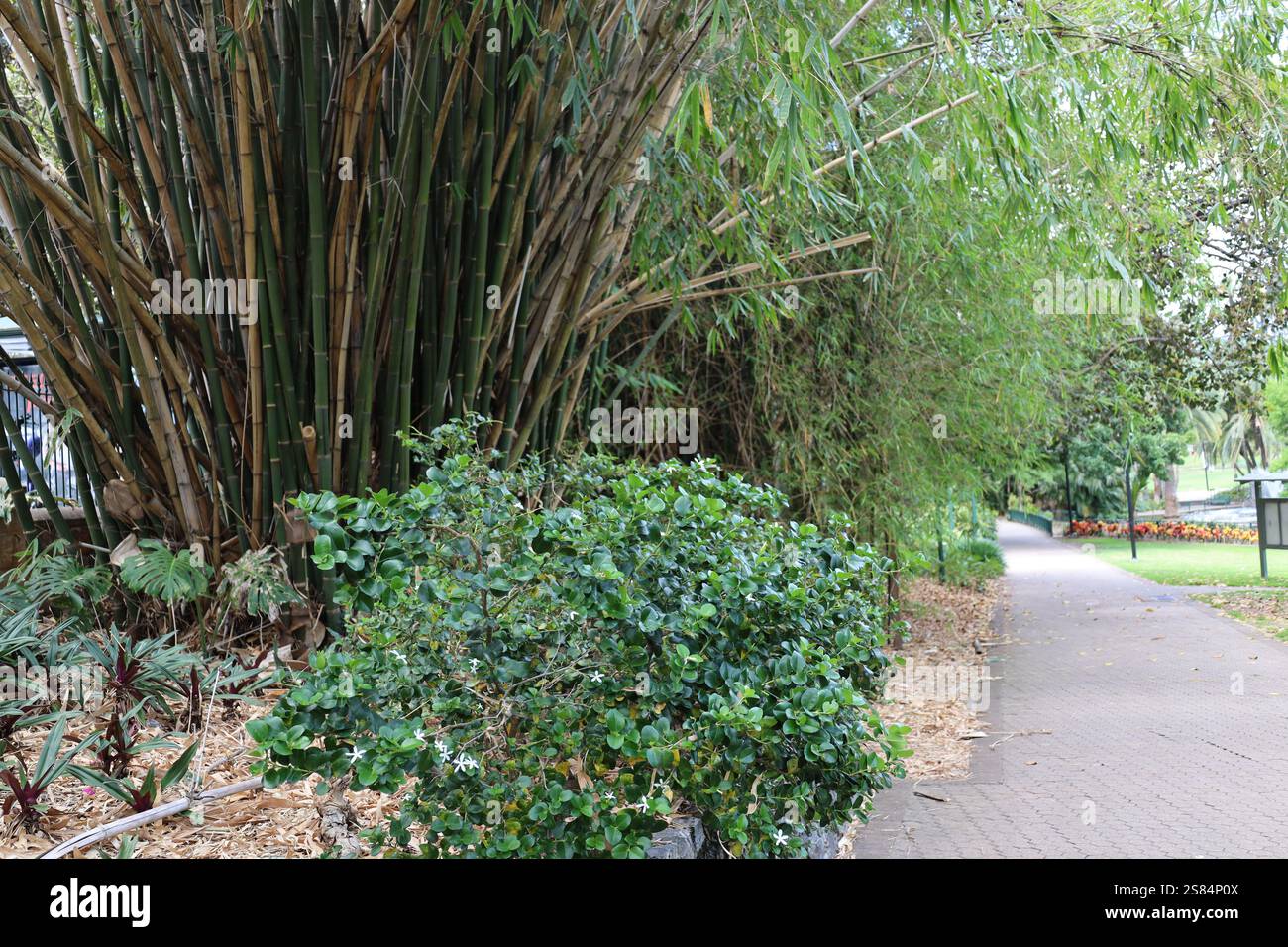 grand buisson vert feuillu à la base d'un fourré de bambou bouillonnant à côté d'un sentier de randonnée pavé Banque D'Images