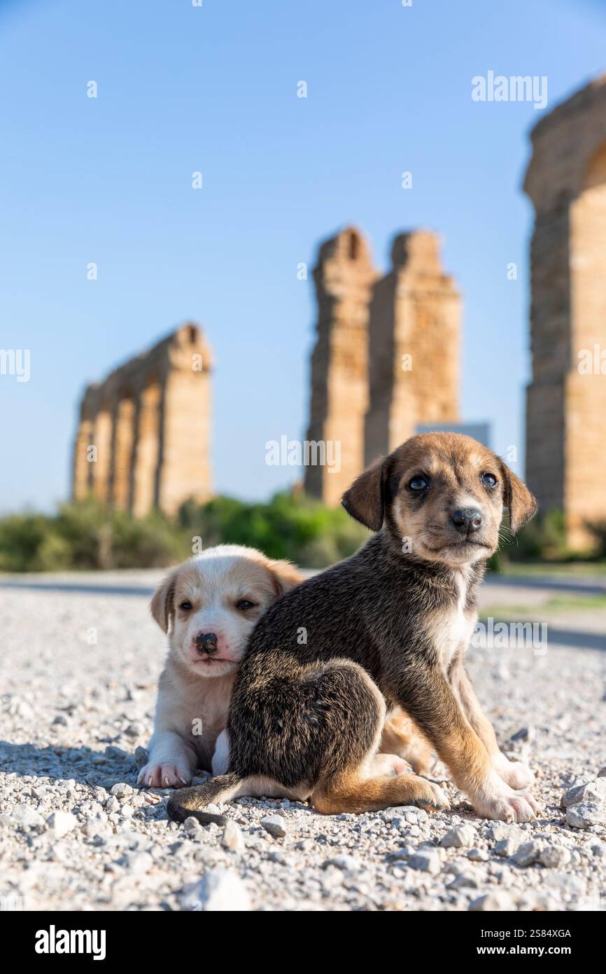 Un couple de très jeunes chiots trouvés en Tunisie, près de l'aqueduc romain Banque D'Images