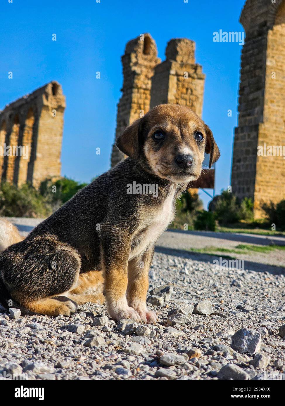 Un couple de très jeunes chiots trouvés en Tunisie, près de l'aqueduc romain Banque D'Images