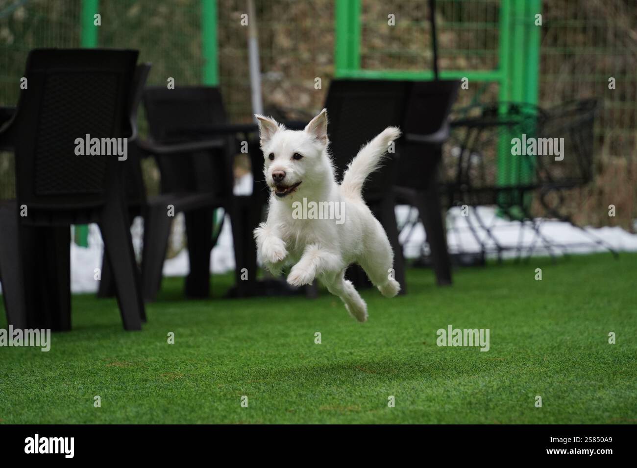 Un chiot Mongrel blanc joue dans un champ vert Banque D'Images