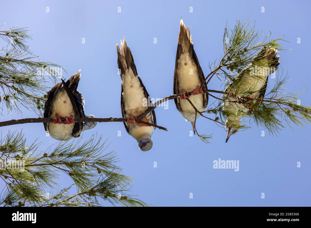 Butin à pieds rouges perché sur la branche de Bird Island, Seychelles Banque D'Images