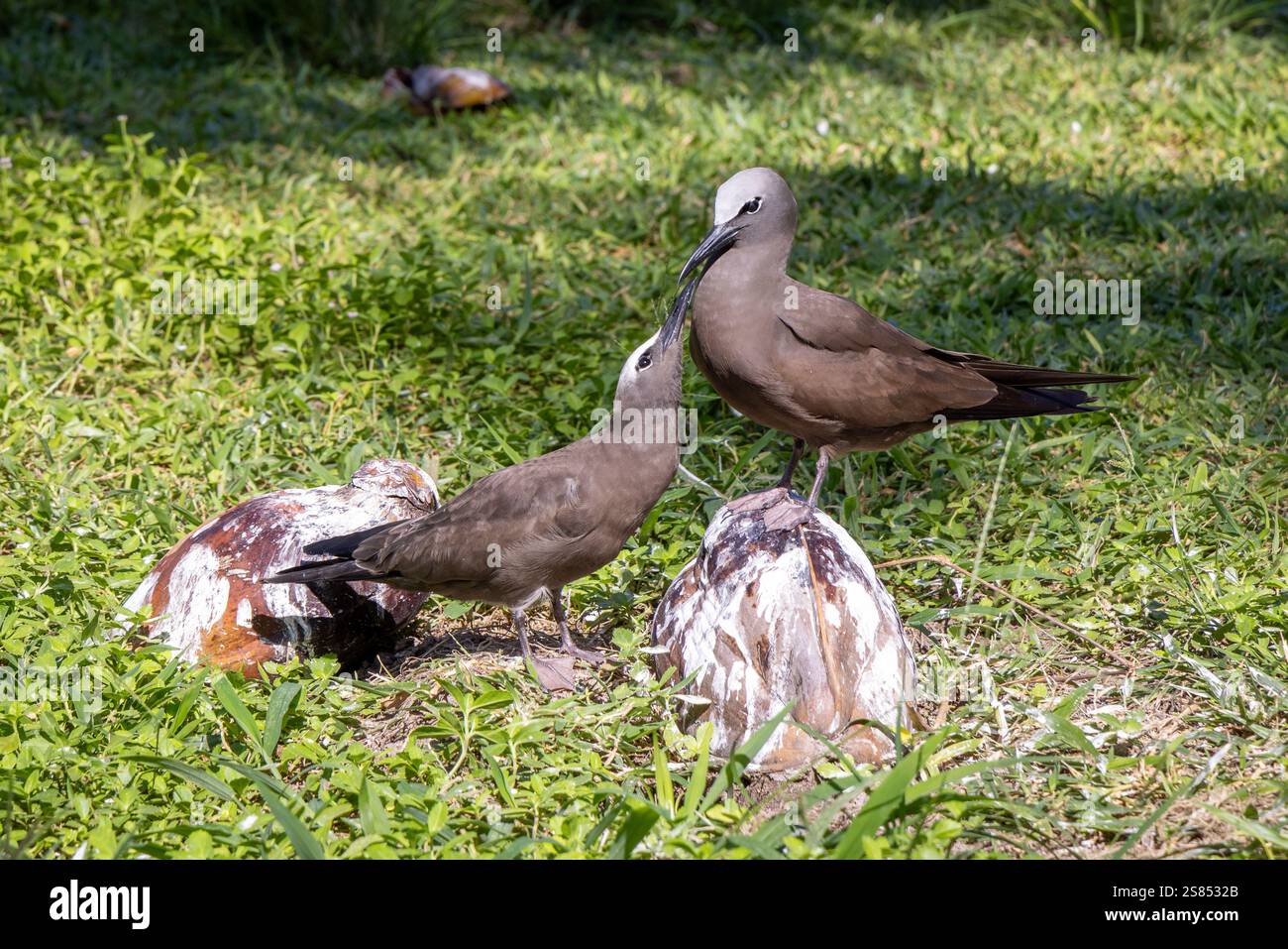 Noddies sur la pelouse de Bird Island, Seychelles Banque D'Images