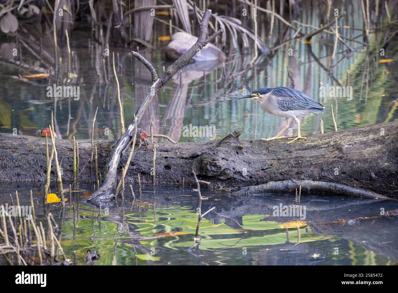 Mangrove Heron sur Praslin, Seychelles Banque D'Images