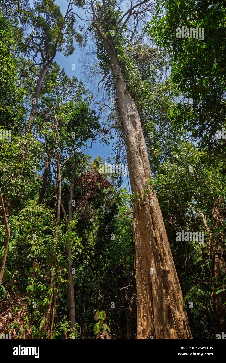 Un grand et grand arbre tropical dans une forêt tropicale le long du sentier naturel au parc national de Mu Ko Lanta à Koh Lanta, Thaïlande, par une journée ensoleillée. Banque D'Images