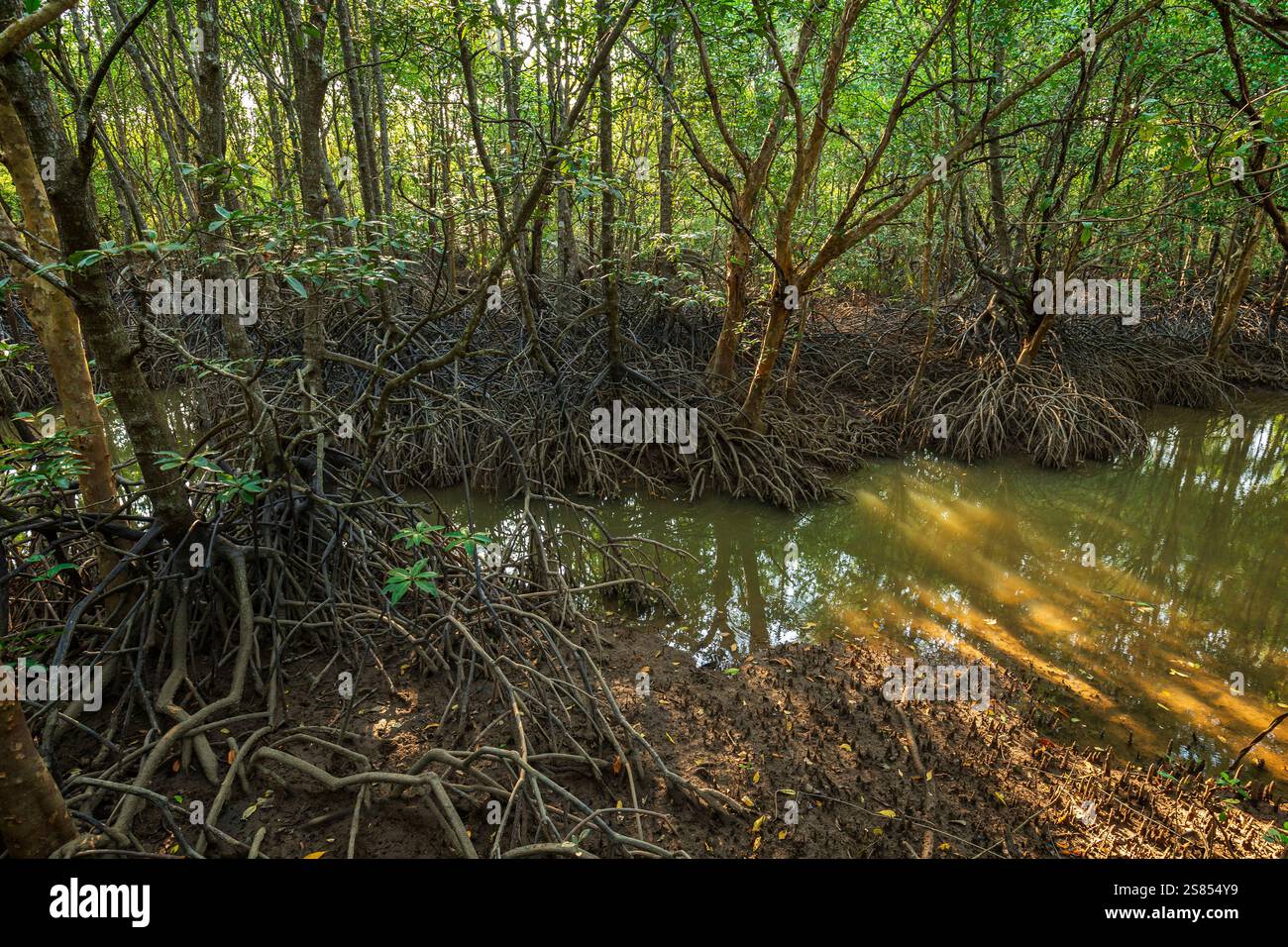Arbres de mangrove avec de longues racines dans une forêt de mangrove le long de la promenade de la forêt urbaine de Krabi dans la ville de Krabi, Thaïlande par une journée ensoleillée. Banque D'Images
