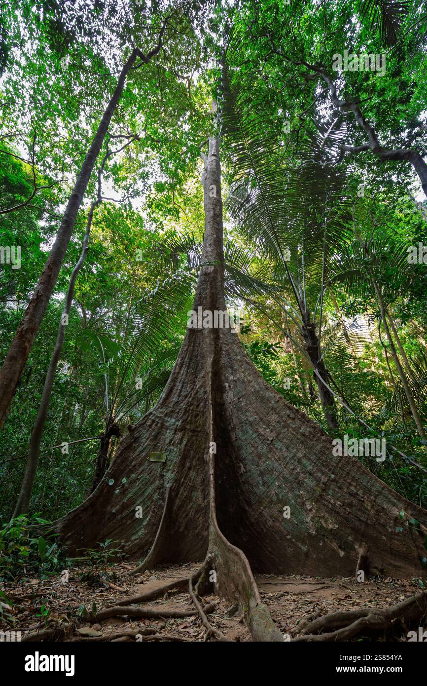 Grand et grand arbre tropical avec de longues racines dans une forêt tropicale au temple de la grotte du tigre (Wat Tham Suea (Sua)) par une journée ensoleillée. Banque D'Images