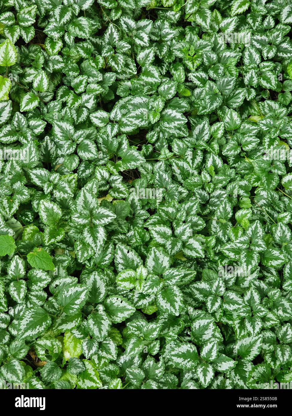 Ortie morte tachetée (lamium maculatum) Banque D'Images
