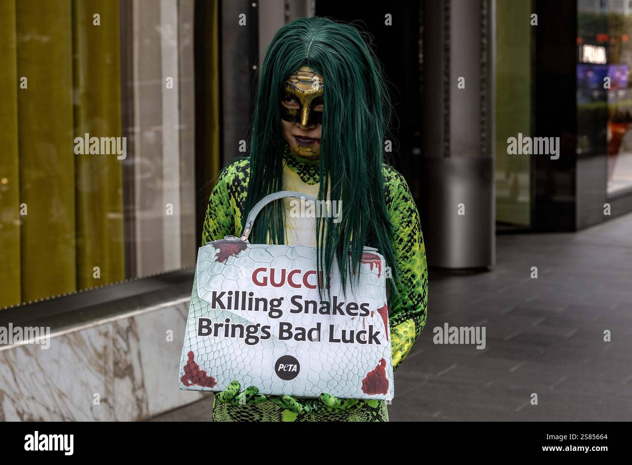 Kuala Lumpur, Selangor, Malaisie. 21 janvier 2025. Des militants des droits des animaux de People for the Ethical Treatment of Animals (PETA) déguisés en serpent de 6 mètres de long devant un magasin Gucci lors d'une manifestation contre l'utilisation des pythons par la société pour fabriquer des accessoires de mode à Kuala Lumpur, en Malaisie, le 21 janvier 2025. L'action fait partie de la campagne de PETA exhortant Gucci à cesser de vendre des accessoires fabriqués à partir de peaux de python. L'enquête de PETA a révélé un traitement horrible dans les fermes de python approvisionnant la tannerie de Gucci, où les serpents sont retenus, matraqués et écorchés vivants. PETA demande un crédit : Banque D'Images