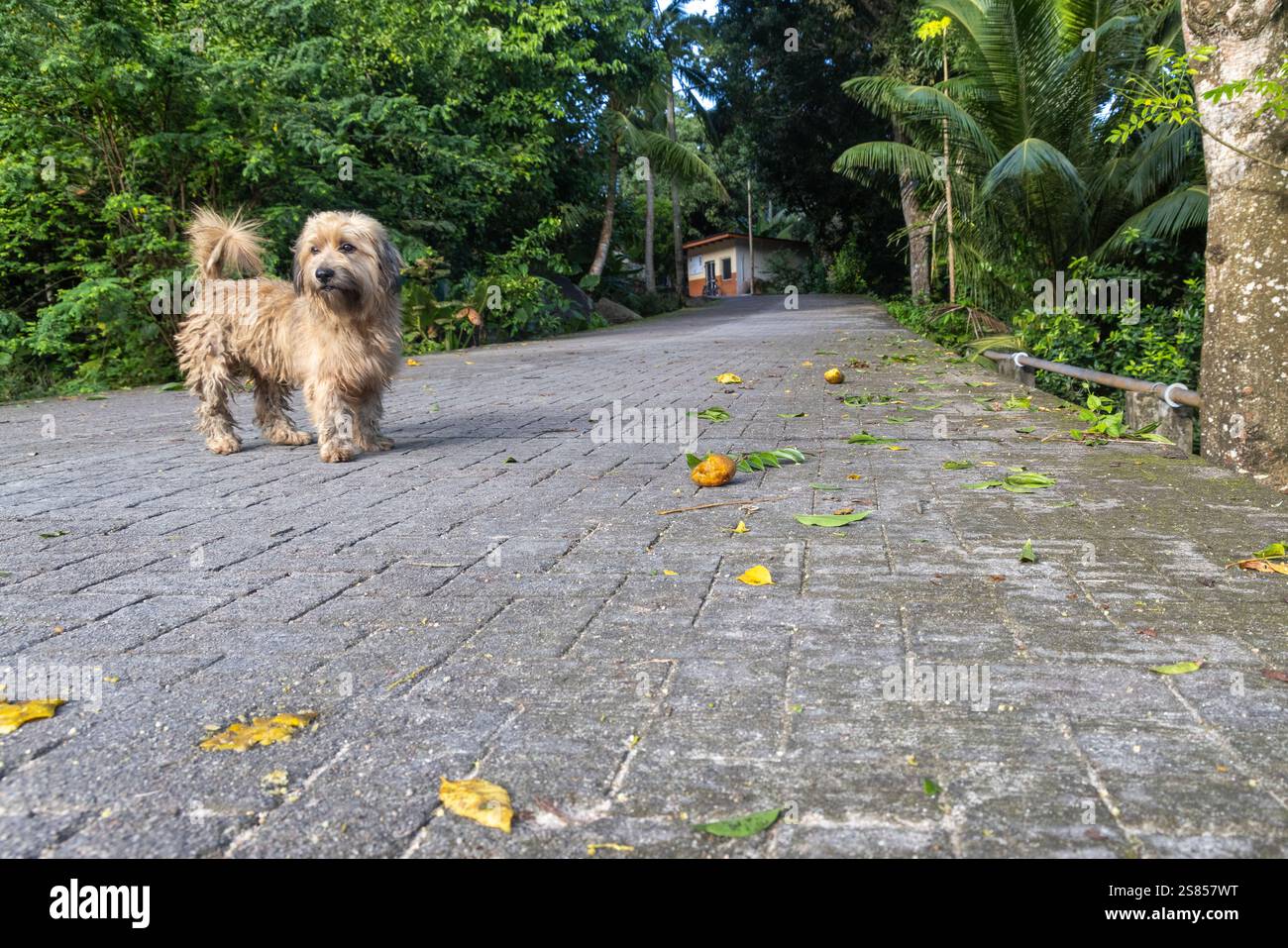Chien célibataire sans laisse debout dans une rue, Seychelles Banque D'Images