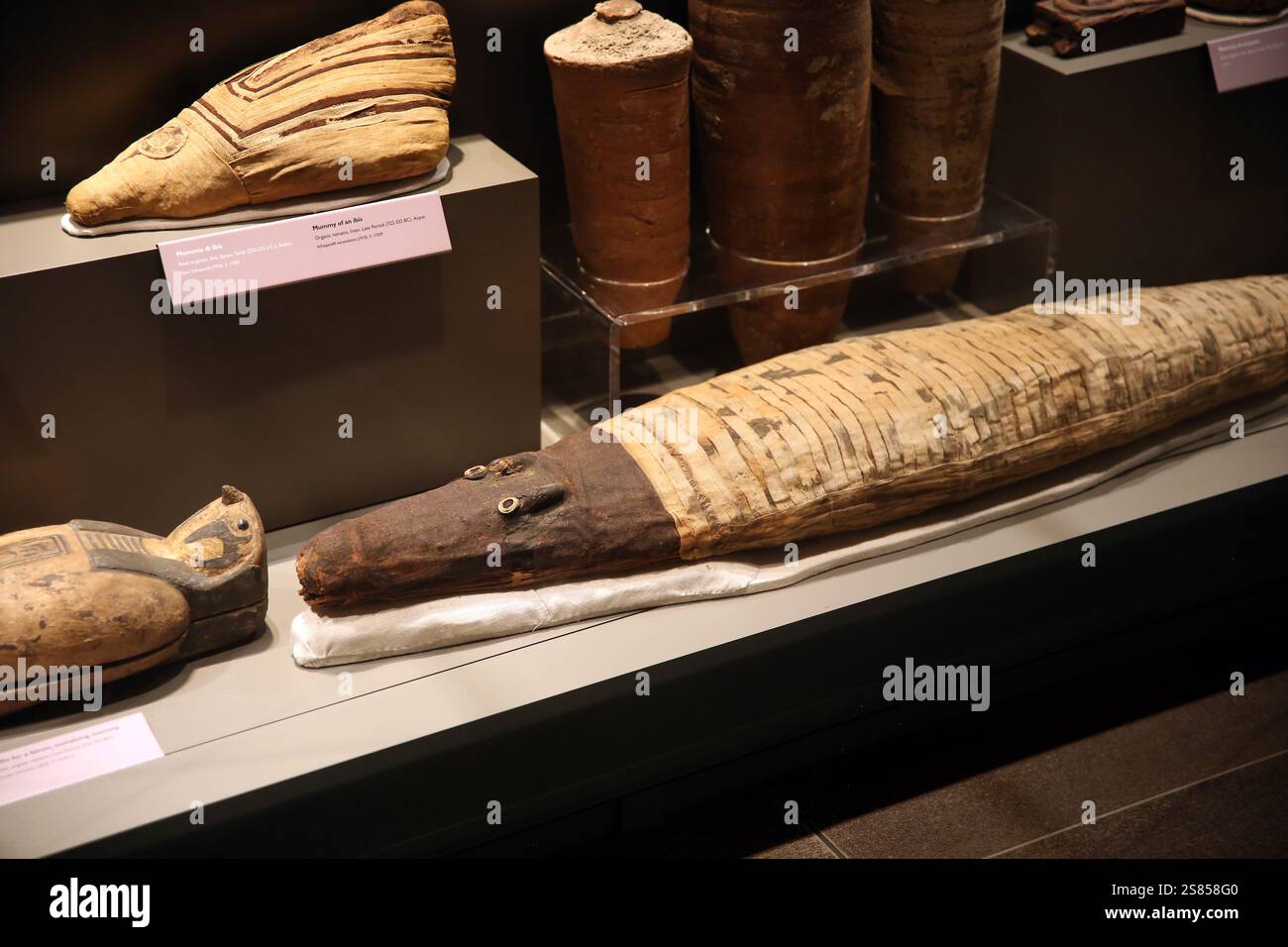 Egypte ancienne. Momie de crocodile enveloppée dans des bandages. Musée égyptien de Turin. Italie. Banque D'Images