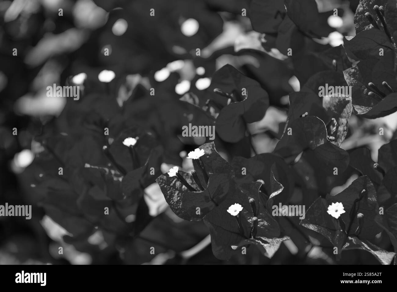 vue macro sur la fleur de bougainvilliers rose. nature Banque D'Images