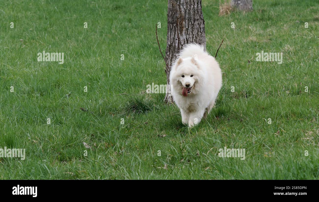 Fluffy White Dog apprécie une promenade dans une prairie verte Banque D'Images