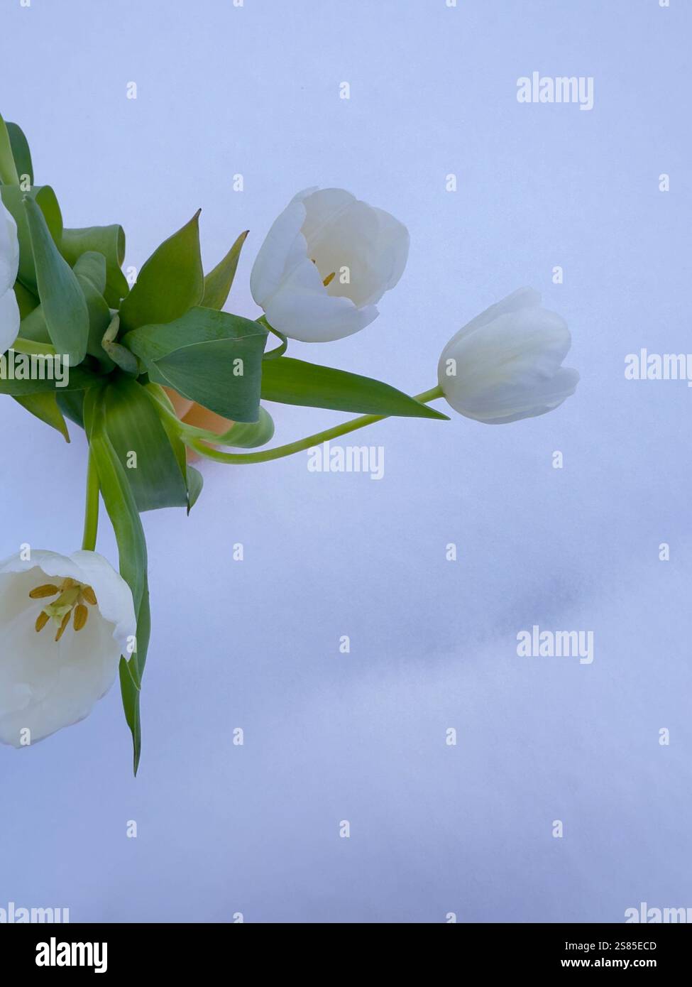 Tulipes blanches dans un vase jaune sur une neige - Image de stock capturée avec un smartphone