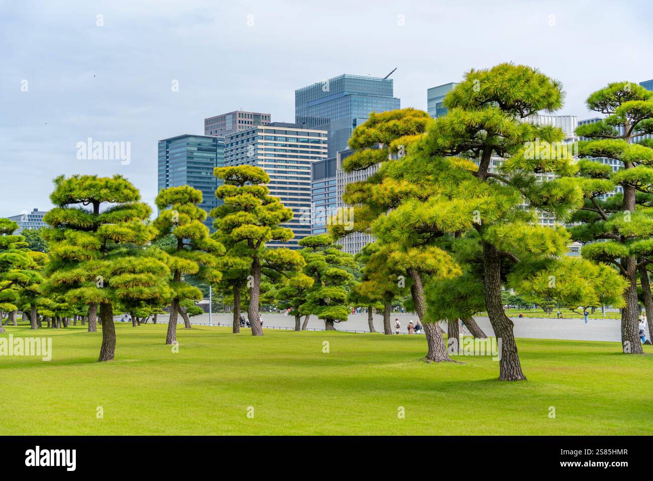 Vue sur les gratte-ciel contrastés de la ville et les pins rouges japonais près du Palais impérial de Tokyo, Tokyo, Honshu, Japon Banque D'Images
