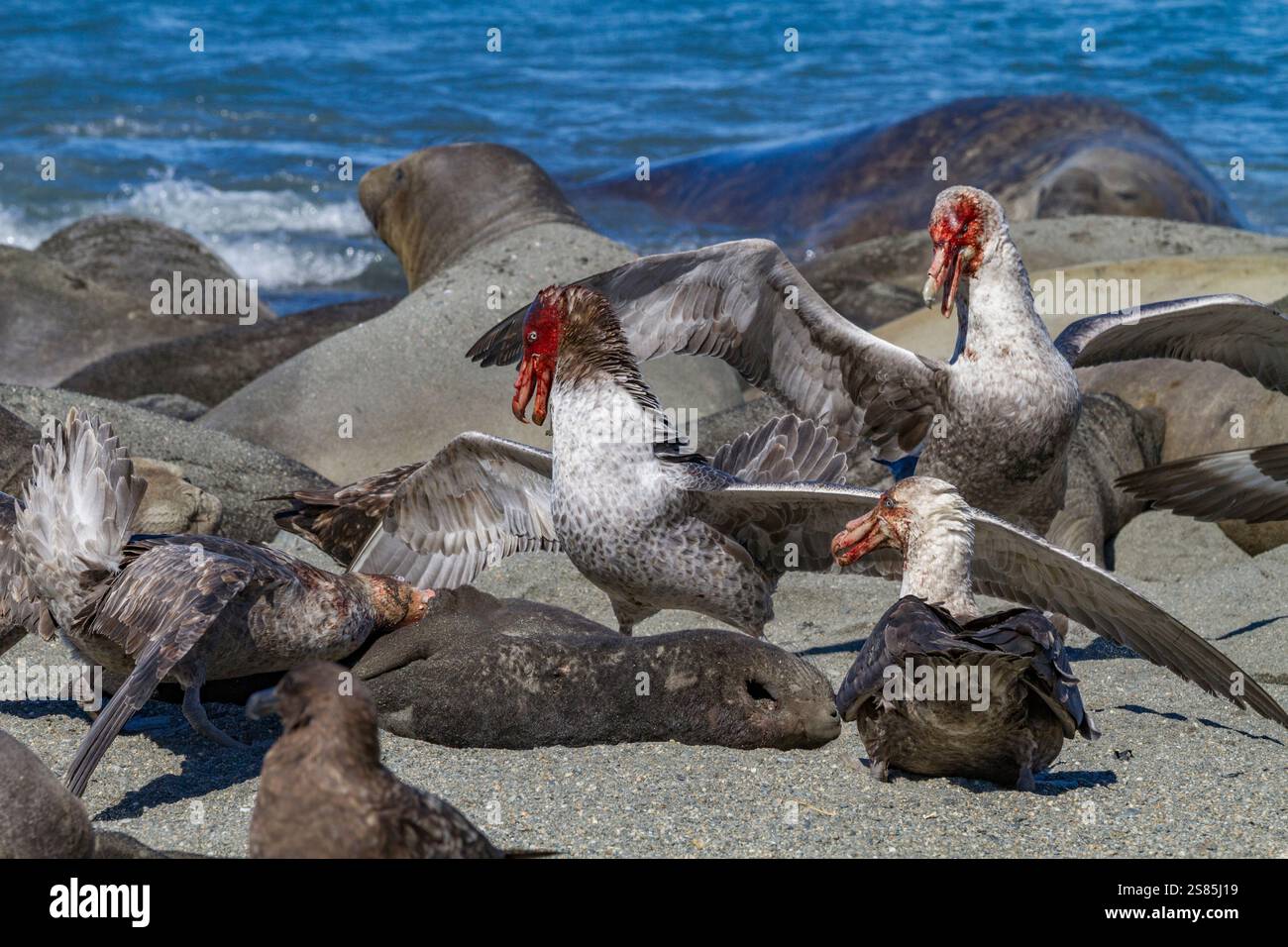 Pétrels géants du Nord (Macronectes halli) se battant pour les droits de récupération d'un éléphant de mer mort à Royal Harbor, en Géorgie du Sud Banque D'Images