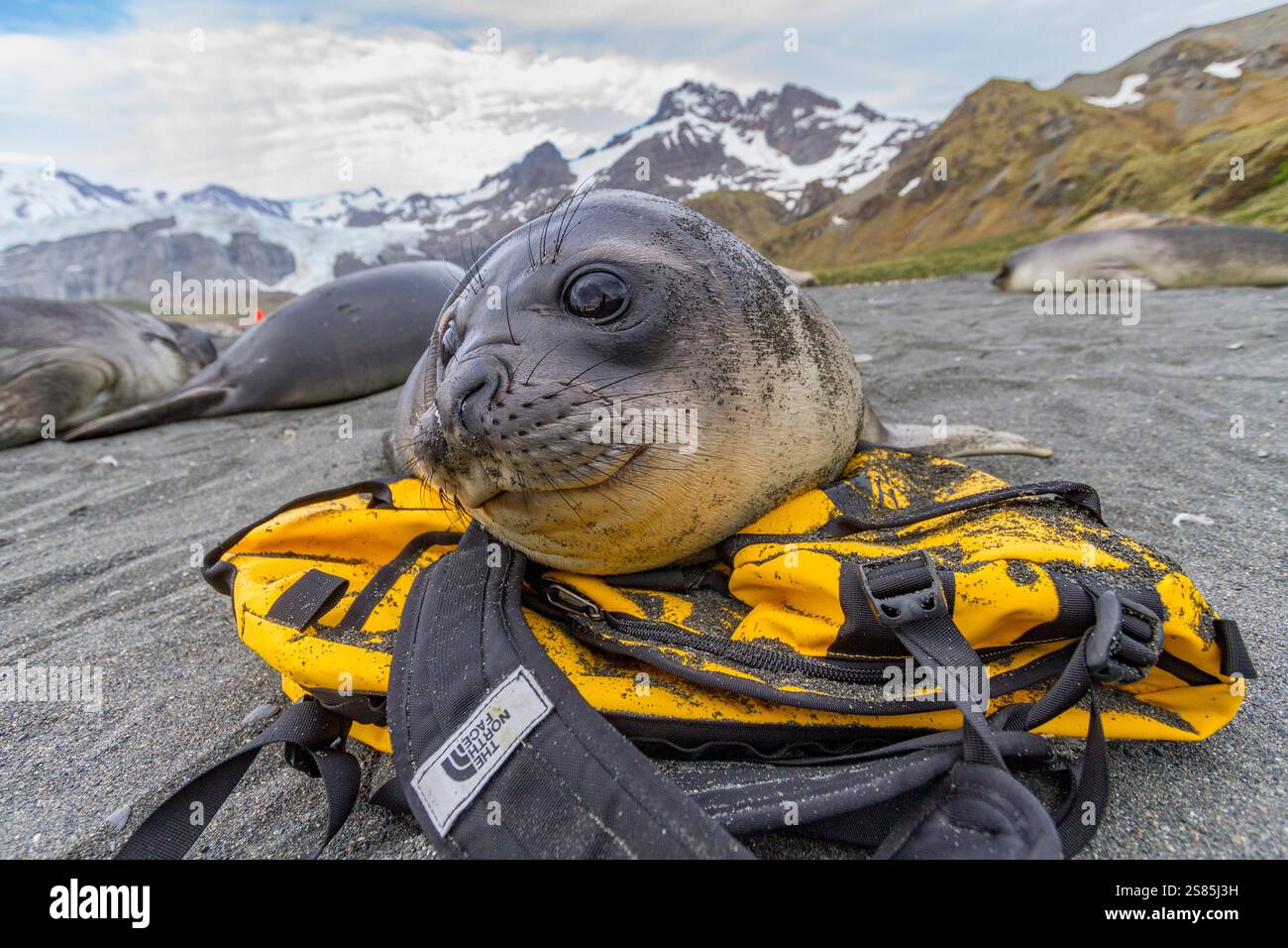 Éléphant de mer du Sud (Mirounga leonina) chiot, appelé sevrage une fois que leurs mères cessent d'allaiter, île de Géorgie du Sud, océan Austral Banque D'Images