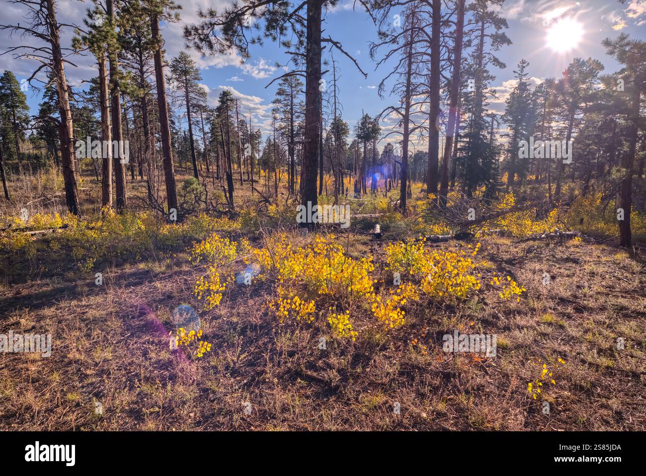 Zone de forêt brûlée prise en charge par de jeunes arbres Aspen dans les couleurs de l'automne à l'est du lac Greenland, Grand Canyon North Rim, Arizona, États-Unis d'Amérique Banque D'Images