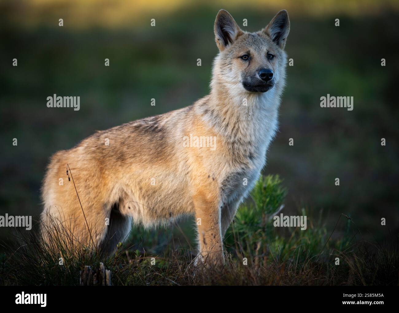 Chiot de loup gris sauvage (Canis lupus lupus), Finlande Banque D'Images