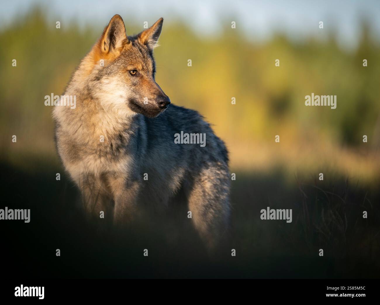 Chiot de loup gris sauvage (Canis lupus lupus), Finlande Banque D'Images
